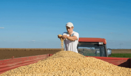 Зерновой совет увеличил оценку мирового урожая сои в 2024-25 сельхозгоду